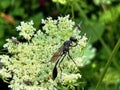 thread-waisted wasp