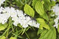 Thread waisted wasp foraging for nectar on mountain mint flowers Royalty Free Stock Photo