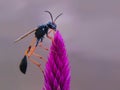 Thread waisted wasp