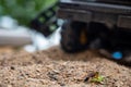 Thread-waisted wasp preparing to bury a stunned katydid in a sandbox Royalty Free Stock Photo