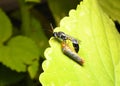 A Thread Waisted Wasp with prey