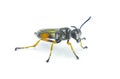 Thread waisted wasp, sand Sphecid wasp, or digger wasp - Sphex dorsalis - dig burrows with paralyzed, live insect prey, lay an egg