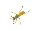 Thread waisted wasp, sand Sphecid wasp, or digger wasp - Sphex dorsalis - dig burrows with paralyzed, live insect prey, lay an egg