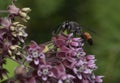 thread-waisted wasp, Sphecidae sitting on pink wild flowers Royalty Free Stock Photo