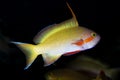 Threadfin Anthias Pseudanthias huchtii Royalty Free Stock Photo