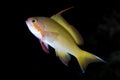 Threadfin Anthias Pseudanthias huchtii Royalty Free Stock Photo