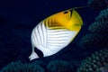 Threadfin butterflyfish