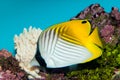 Threadfin Butterflyfish