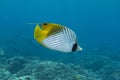 Threadfin Butterflyfish