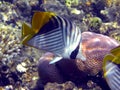 Threadfin butterflyfish (Chaetodon auriga)