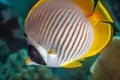 threadfin butterflyfish,Chaetodon auriga i Royalty Free Stock Photo