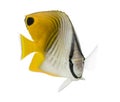 Threadfin Butterflyfish, Chaetodon auriga, isolated