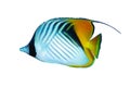 Threadfin butterflyfish Royalty Free Stock Photo