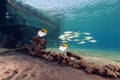 Threadfin butterflyfish (chaetodon auriga) in the Red Sea.