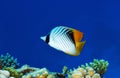 Threadfin butterflyfish Royalty Free Stock Photo
