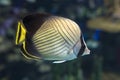 The threadfin butterflyfish Chaetodon auriga is a species of butterflyfish family Chaetodontidae, coral fish