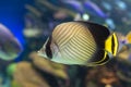 The threadfin butterflyfish Chaetodon auriga is a species of butterflyfish family Chaetodontidae, coral fish