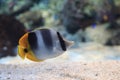 Threadfin butterflyfish, Chaetodon auriga Royalty Free Stock Photo