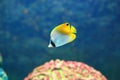 Threadfin butterflyfish