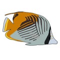 Threadfin Butterflyfish Vector Illustration