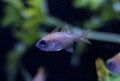 Threadfin cardinalfish in aquarium Royalty Free Stock Photo