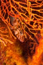 threadfin hawkfish fish hidden under soft coral