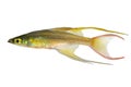 Threadfin rainbowfish Iriatherina werneri featherfin rainbowfish tropical aquarium fish Royalty Free Stock Photo