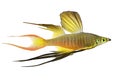 Threadfin rainbowfish Iriatherina werneri featherfin rainbowfish tropical aquarium fish