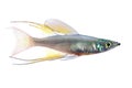 The threadfin rainbowfish
