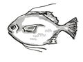 Threadfin Scat Australian Fish Cartoon Retro Drawing