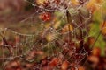 Threads of a cobweb in drops of dew against the background of blurry multi-colored plants, close-up Royalty Free Stock Photo