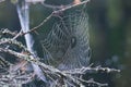 On the threads of the web drops of dew in the early morning. Royalty Free Stock Photo