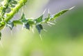 threat green leaf of a prickly Thistle with a sharp and long spines and thorns closeup