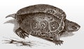 Threatened diamondback terrapin, malaclemys, a turtle from the North American Atlantic coast in top view Royalty Free Stock Photo