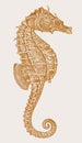 Threatened female lined seahorse hippocampus erectus in profile view