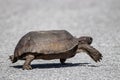 The Threatened Florida Gopher Tortoise