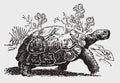 Endangered Galapagos Giant Tortoise, Chelonoidis, Walking In Front Of Cactus Plants
