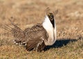 A Threatened Greater Sage Grouse Bad Hair Day Breeding Lek Royalty Free Stock Photo