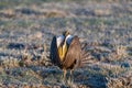 A Threatened Greater Sage Grouse on a Breeding Lek Royalty Free Stock Photo