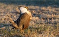 A Threatened Greater Sage Grouse on a Breeding Lek Royalty Free Stock Photo