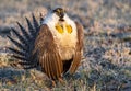 A Threatened Greater Sage Grouse on a Breeding Lek Royalty Free Stock Photo