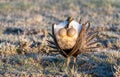 A Threatened Greater Sage Grouse Displaying Air Sacs on a Breeding Lek