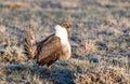 A Threatened Greater Sage Grouse Displaying Air Sacs on a Breeding Lek Royalty Free Stock Photo