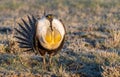 A Threatened Greater Sage Grouse Displaying Air Sacs on a Breeding Lek Royalty Free Stock Photo