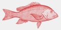 Threatened northern red snapper, marine fish from the Atlantic