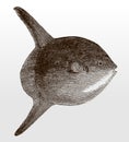 Threatened ocean sunfish or common mola, native to tropical waters around the world in side view