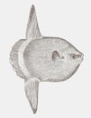 Threatened ocean sunfish in side view