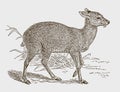 Threatened siberian musk deer moschus moschiferus in side view