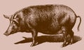 Threatened Tamworth sow isolated on a light pinkish brown background