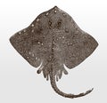 Threatened thorny skate amblyraja radiata, marine fish from the Atlantic Ocean in top view